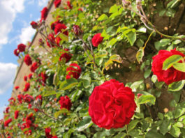 I rampicanti 787 0 098 I rampicanti